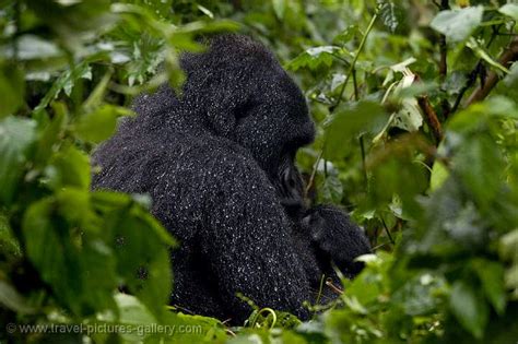 Pictures Of Congo 0021 A Big Male Silverback Mountain Gorilla