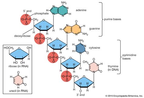 Struktur Dan Jenis Ribonucleic Acid Rna Mikirbae Vrogue Co