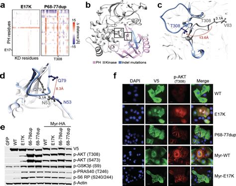 Structural And Signaling Impact Of Akt In Frame Indels A Molecular