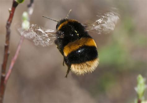 The bumblebee is bee which resembles a big, fuzzy honeybee, being plump and fuzzy. Bumble bee - Bombus terrestris | Bumble bee, Bee, Cute bee