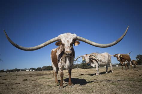 A 380 000 Longhorn A Look At The Never Ending Race For The Biggest Horns In Texas Hppr