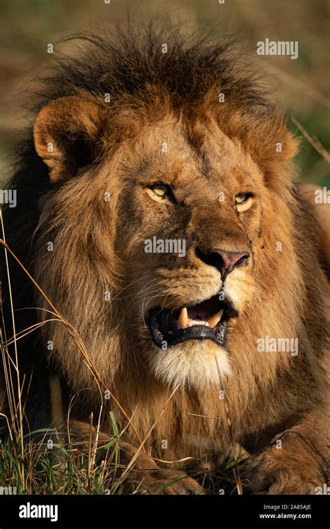 Lion With Mouth Open Hi Res Stock Photography And Images Alamy