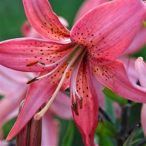 Amaryllis is the easiest of all bulbs to force into bloom. Oriental Lily Portland | Fragrant Pink Lily Bulbs | Lilium ...