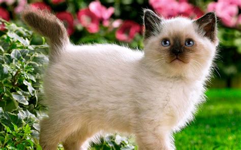 Cute Siamese Kittens Photos