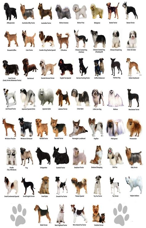 Small Dog Breeds Chart Types Of Dogs Breeds Best Dog Breeds Large