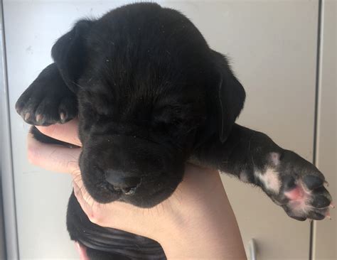 Your great dane puppy could be a fawn great dane puppy or a brindle great dane puppy or a black great dane puppy. Great Dane Puppies For Sale | Colorado Springs, CO #310455
