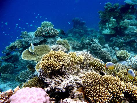 Fringing Coral Reef Maldives Marine Life Nature Maldives