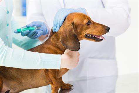 The vaccine types recommended and the frequency of vaccination vary depending on the lifestyle of the pet being vaccinated (i.e. Vaccination Clinic at DHA - Delaware Humane Association