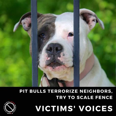 Pit Bulls Terrorize Neighbors Try To Scale Fence National Pit Bull Victim Awareness