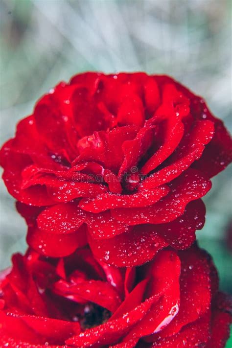 Beautiful Red Rose Flowers With Drops After Rain In Summer Time