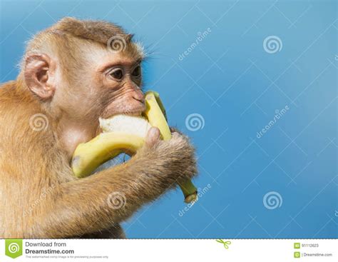 Monkey Eat Banana Stock Image Image Of Sitting Tourism 91112623