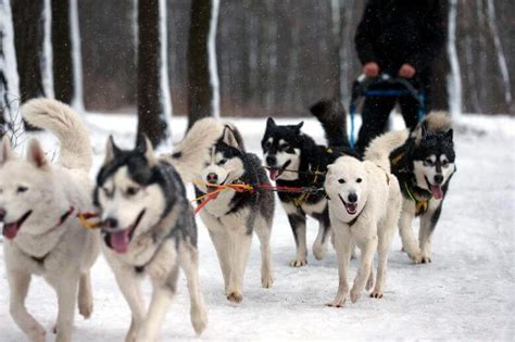 Dog Sledding Moscow Husky Tour Winter Adventure In Russia
