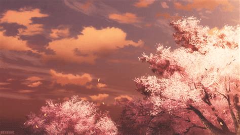 Cherry Blossom  Wallpaper Cherry Blossom Favim 