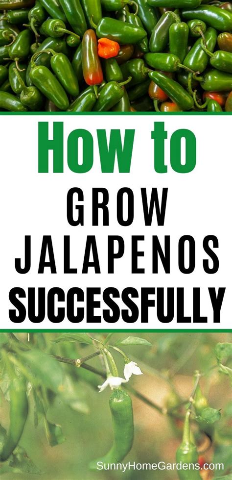 How To Grow Jalapeno Peppers Growing Jalapenos Jalapeno Plant