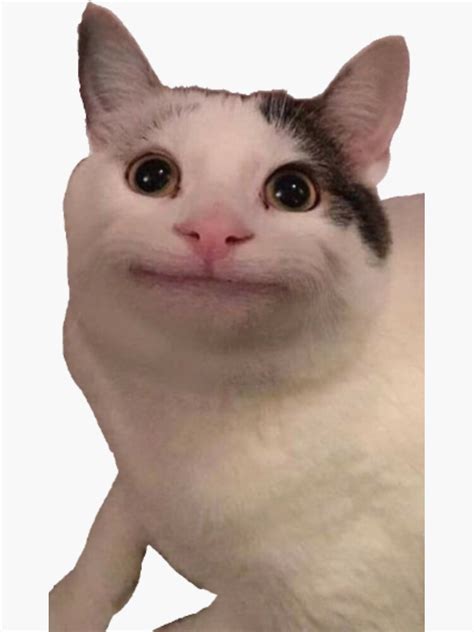 Funny Cat Meme Sticker For Sale By Pusla Redbubble