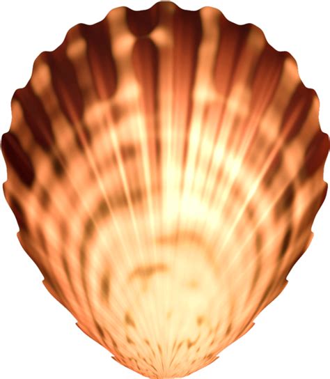 Download Seashell Png Image Transparent Seashells Png Png Image With