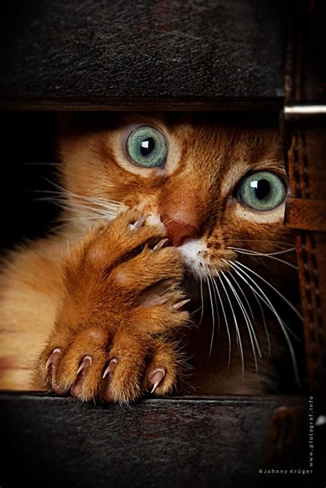 Hey! psst! | Cats, Funny animals, Cute cats