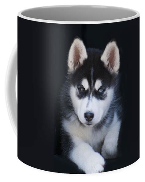 Adorable Siberian Husky Sled Dog Puppy Coffee Mug For Sale By Kathy Clark