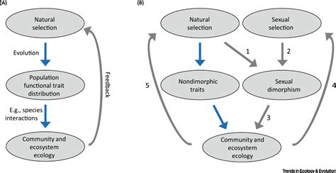 eco evolutionary dynamics of sexual dimorphism trends in ecology and evolution
