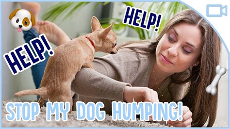 How To Stop Your Dog Humping Youtube