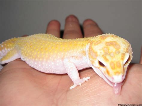 They can be highly affectionate, though not in the same way dogs or cats can be. Best Reptile Pets For Handling - Beginner Pet Lizards ...