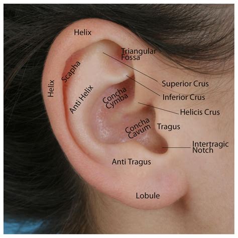 External Ear Anatomy Anterior