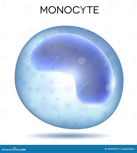 Monocyte Cell Diagram