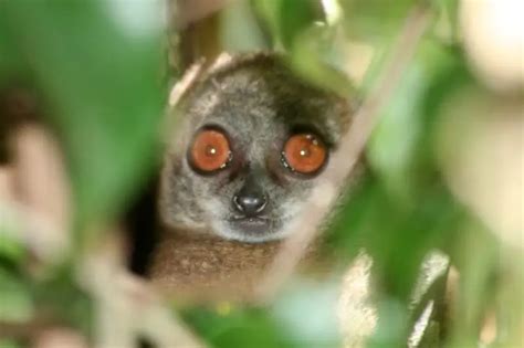 Sahamalaza Sportive Lemur Facts Diet Habitat And Pictures On Animaliabio