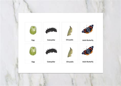 Butterfly Lifecycle Pack Anatomy Poster Montessori Part Etsy Uk