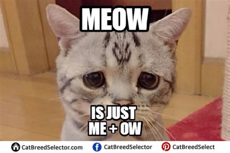 Sad Cat Memes Cat Breed Selector
