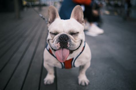 French Bulldog Tails Delightful Guide To Wagging Happiness