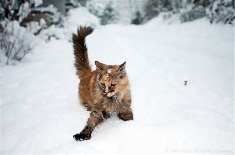 Marvelous Cats Having A Blast In The Snow 50 Pics