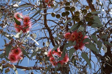 200 Free Australian Flowers And Australian Images Pixabay Natures
