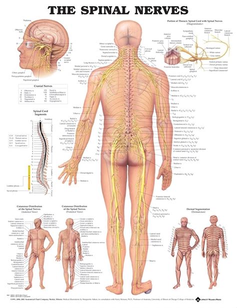 The Spinal Nerves Anatomical Chart Walmart Walmart