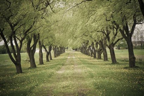 791 Tree Lined Dirt Road Stock Photos Free And Royalty Free Stock