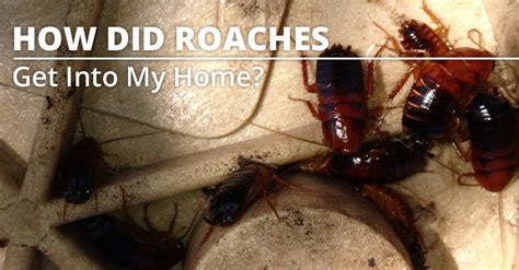 How Did Cockroaches Get Into My Home Blue Sky Pest Blog
