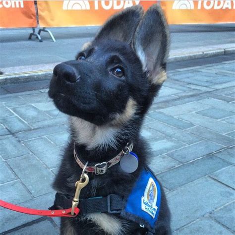 Gotham German Shepherd Guide Dog In Training Dogs And Puppies