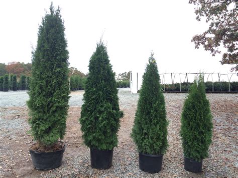 I was wanting to plant either 1 or 2 green giant arborvitae. Arborvitae - Emerald Green (Thuja occidentalis 'Smaragd ...