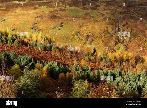 Autumn colours in the Scottish countryside, UK Stock Photo - Alamy