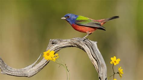 Painted Bunting Wallpapers Wallpaper Cave