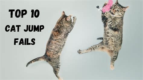 Top 10 Cat Jump Fails Funny Cats Youtube