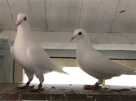 White Logan Racing Pigeons For Sale In Norwich On Freeads Classifieds