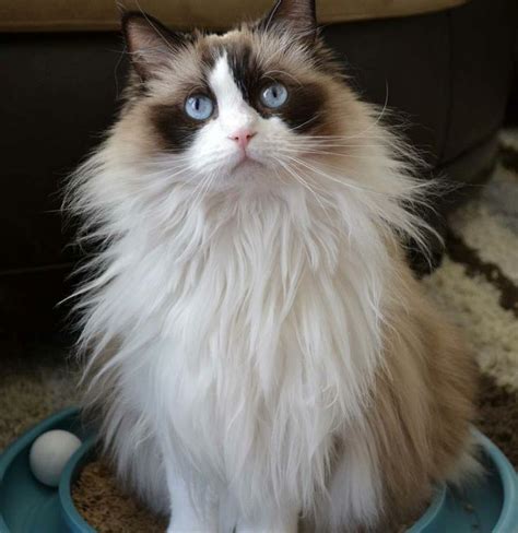 17 Best Images About Bicolor Ragdolls On Pinterest Cats Seals And
