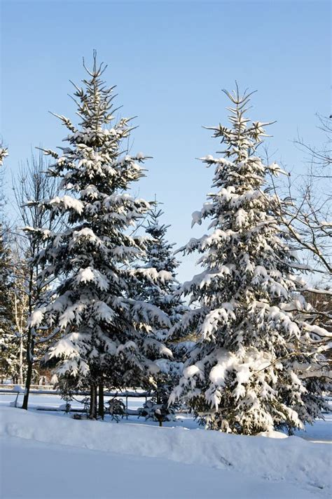 Snow Covered Spruce Trees Stock Photo Image Of Landscape 17844090