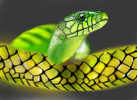 Hd Images Of Snakes Hd Desktop Wallpapers 4k Hd