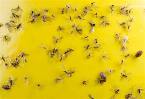 How To Get Rid Of Fungus Gnats In Cannabis Plants Pests And Disease