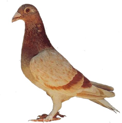 Download Rock Dove Png Image With No Background