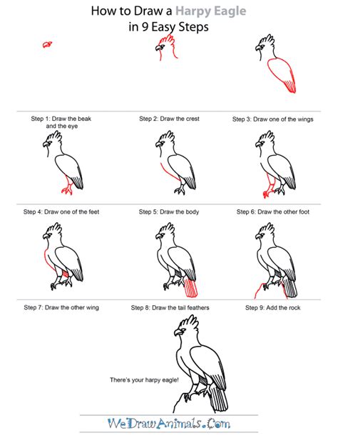 How To Draw A Harpy Eagle