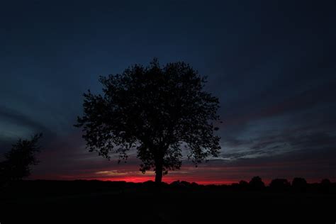 Tree Evening Twilight · Free Photo On Pixabay