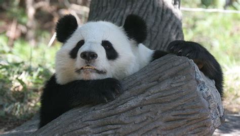 What Is The Importance Of Giant Pandas Animals